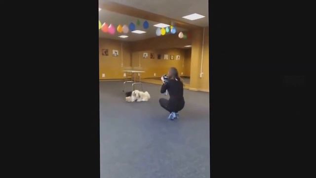 kennel BLACK CARAWAY смотреть онлайн