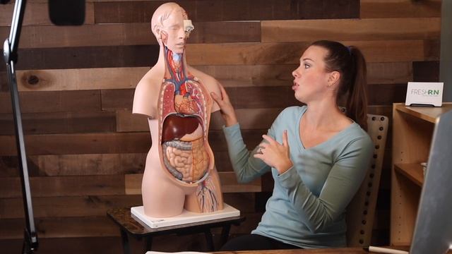 Levels of Consciousness | Neuro Assessment смотреть онлайн