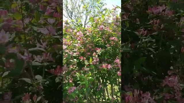 жимолость татарская. смотреть онлайн