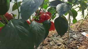 Сладкий перец,  лето 2021. Ленинградская обл.