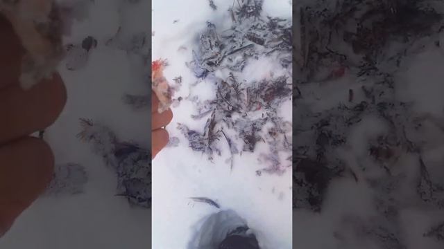 #рябчик #сова #охота #Лес