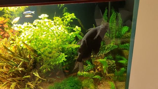 Растительный аквариум на 500л своими руками смотреть онлайн