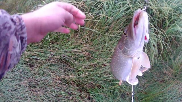 Рыбалка на щуку в сентябре, медвежьи следы. смотреть онлайн