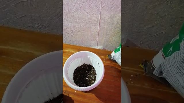 Спасение Фикуса эльдорадо, часть 2 (перевалка) смотреть онлайн