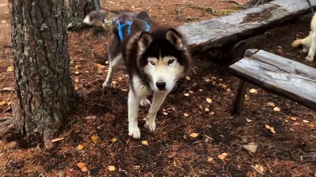 Трекинг с Хаски в Карелии | Karelia Tale смотреть онлайн