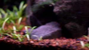 Зеленые водоросли в аквариуме! Почему появилась нитчатка и как с ней бороться?