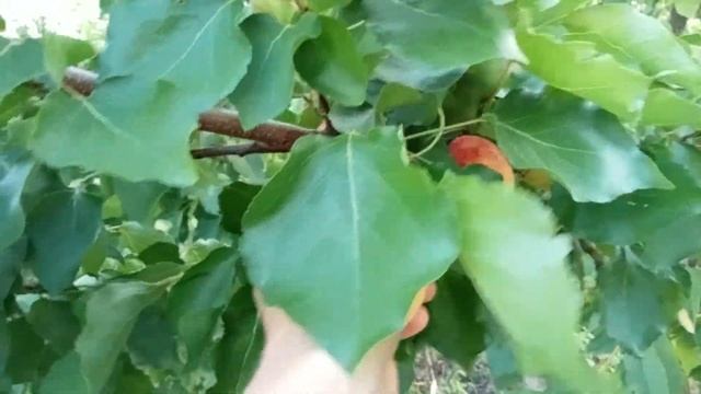 Абрикос Ананасний Шалах. Волинь 2022 смотреть онлайн