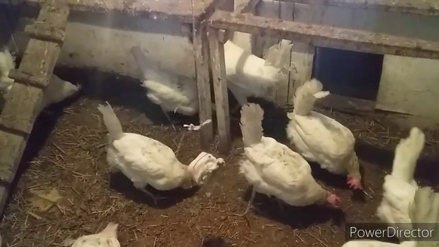 ✔Деревенские Способы//Белок для Кур!//Необходимая Добавка для Кур Несушек//Давайте Курам Сало! смотреть онлайн
