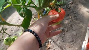 Сорт томата Винтаж Вайн 06,08,23