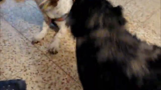 Буська с Моби, перетягивание канатов. Dog Heat. смотреть онлайн
