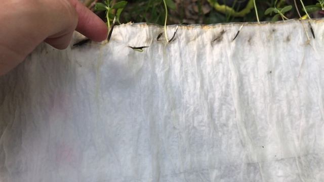 Бархатцы с мая по август. Рассада в скрутке или посев в открытый грунт смотреть онлайн