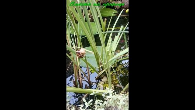Большая Улитка В Нашем Пруду . Big snail . смотреть онлайн