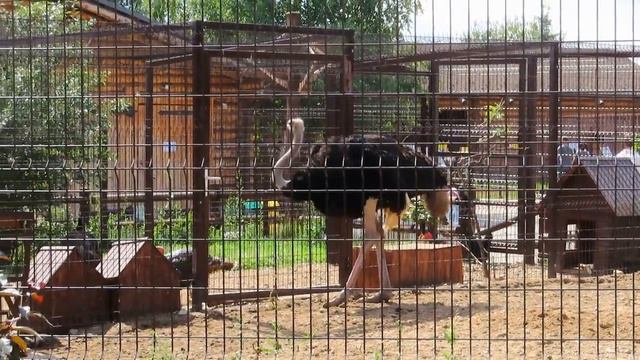 №3952 21 08 2023 Важный страус смотреть онлайн