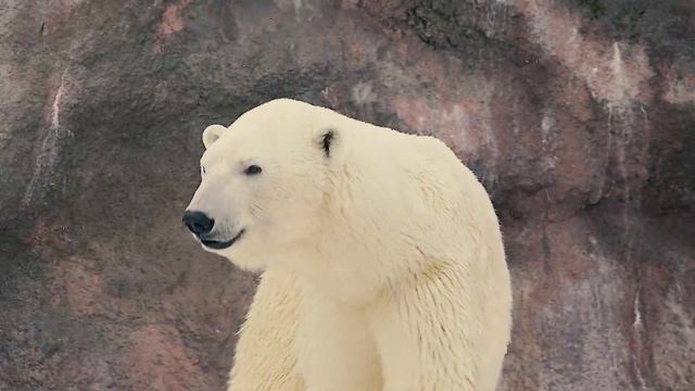 Поход в Зоопарк смотреть онлайн