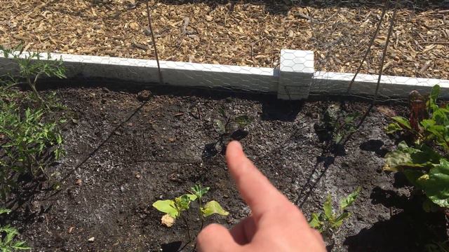 Week 4: Cucumbers, Take 2! - Container Gardening Season 8 смотреть онлайн