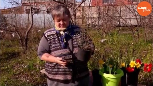 Как разводить голубику смотреть онлайн