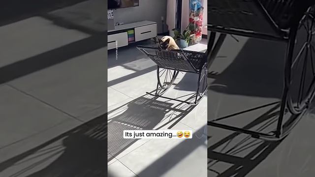 кото качалка смотреть онлайн