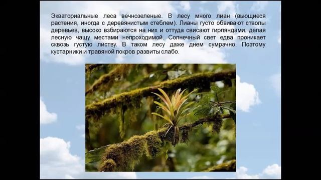 Общие особенности расположения природных зон Почвенная карта Африки. География 7 класс смотреть онлайн
