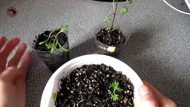 Биденс. Результат посева.Обзор всходов. смотреть онлайн