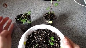 Биденс. Результат посева.Обзор всходов.