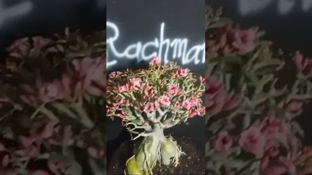 ADENIUM ID.SWALLOW BERBUNGA KOMPAK #rachmannursery #adenium