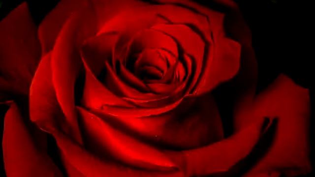 Царская роза смотреть онлайн