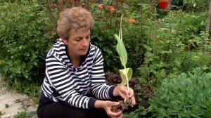 Надо ли выкапывать тюльпаны