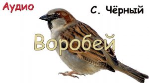 Воробей.  С. Чёрный