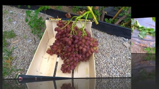 Самая крупная гроздь Кишмиш Велес. смотреть онлайн