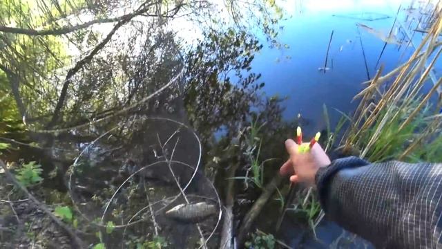ДУШЕВНА РИБАЛКА НА ПОПЛАВОК ПРОХОЛОДНИМ РАНКОМ.Рибалка на карася смотреть онлайн