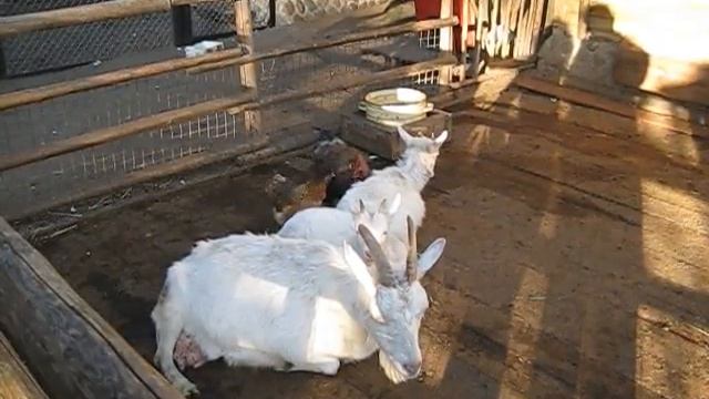 Что было сначала: курица или яйцо? смотреть онлайн