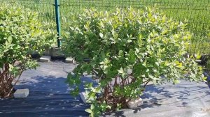 ЖИМОЛОСТЬ расстояние между кустами. 11.05.2023