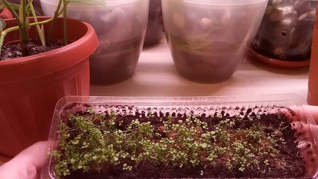 Лобелия из семян.Всходы🌱🌱🌱 смотреть онлайн