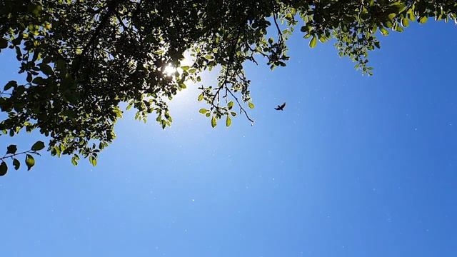 Полёт птицы (замедленная съёмка) смотреть онлайн