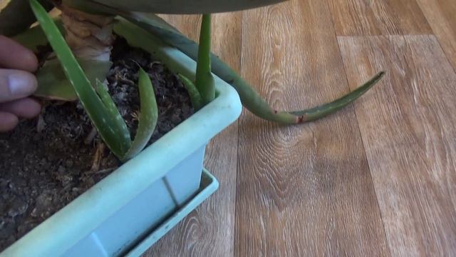 АЛОЭ ЦВЕТЁТ (4) смотреть онлайн