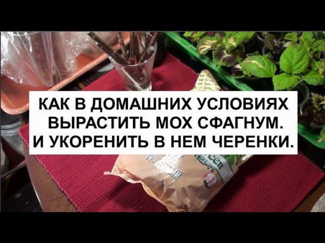 Как в домашних условиях вырастить мох сфагнум. И укоренить в нем черенки. смотреть онлайн