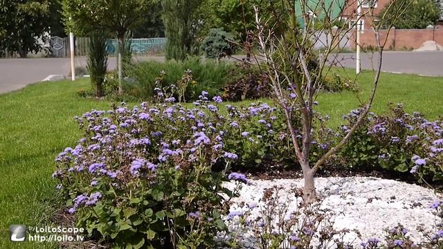 Когда расцветают розы... смотреть онлайн