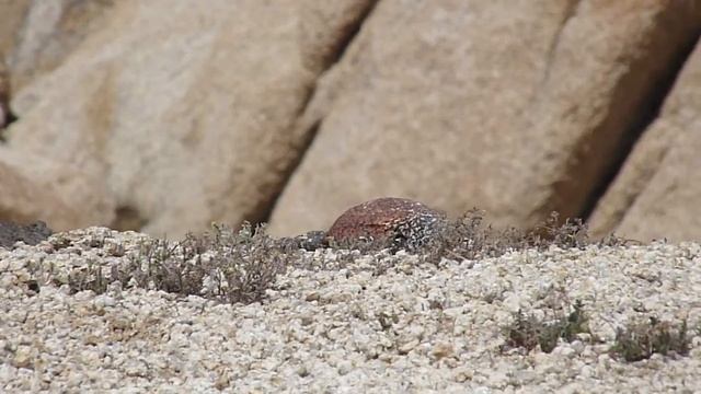 Hungry Chuckwalla on Panasonic FZ28 Zoom смотреть онлайн