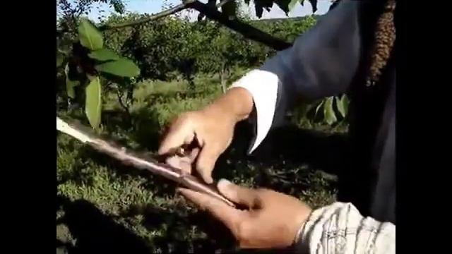 Грецкий орех. Сад, огород, дача смотреть онлайн