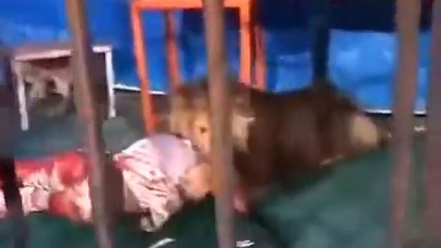 Lion killed young boy | iran Zoo | смотреть онлайн