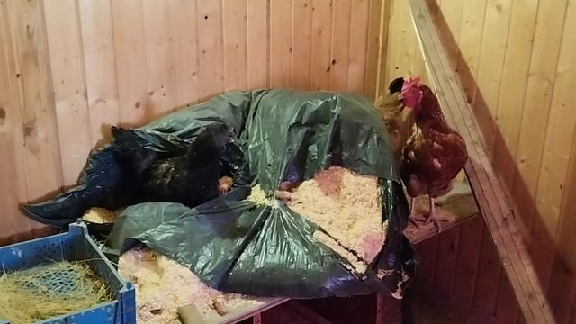 ищем лазейку, куда яйца попрятать, чтобы хозяин не нашёл смотреть онлайн