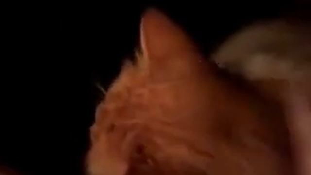Кота гладят смотреть онлайн