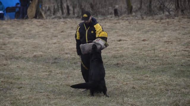 21 Тайгер Прайд Ральф Лучшая Мутпроба смотреть онлайн