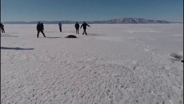 Спасение нерпы смотреть онлайн