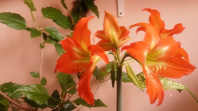 #285.цветение гибискуса и еще одного гиппеаструма смотреть онлайн
