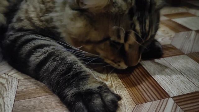 ест ночью ... нет диеты . сказали, что мы свиньи .?????