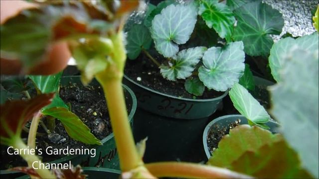 funky pink begonia seedlings set buds to bloom, what do begonia blooms look like смотреть онлайн