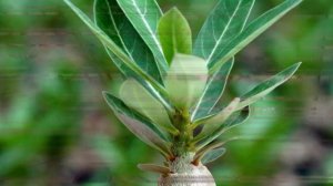 Почему не цветет Адениум? Как заставить зацвести «розу пустыни». Что делать после цветения?