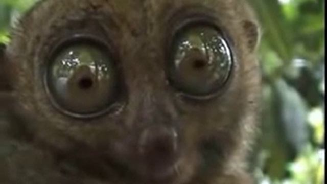 Офигевший лемур смотреть онлайн