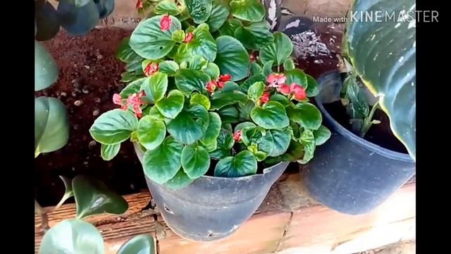 FLOR DE MAIO, VEJA MINHAS PLANTAS CULTIVADAS EM VASOS. смотреть онлайн